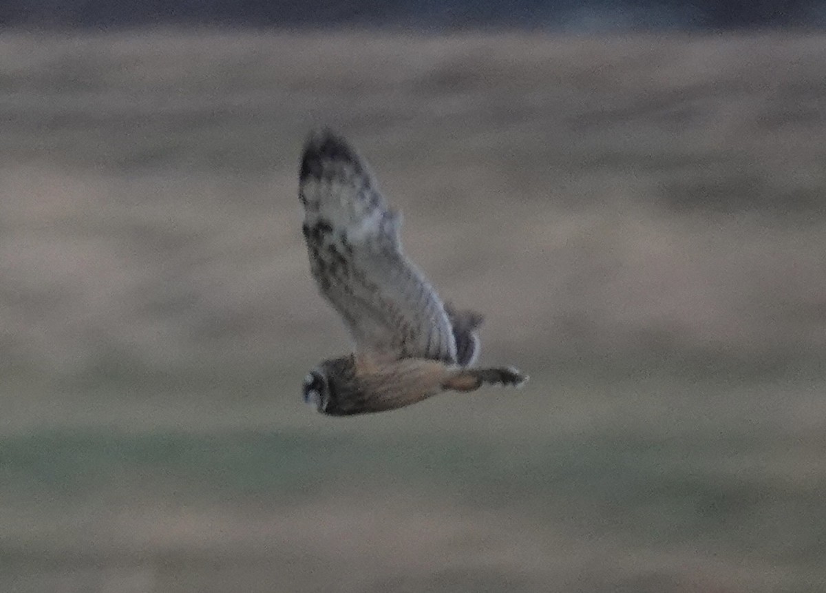 Zingira-hontza - ML645185257