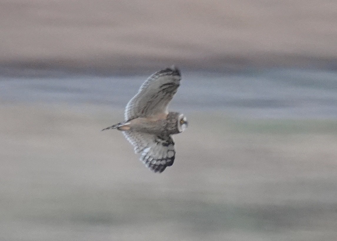 Zingira-hontza - ML645185258