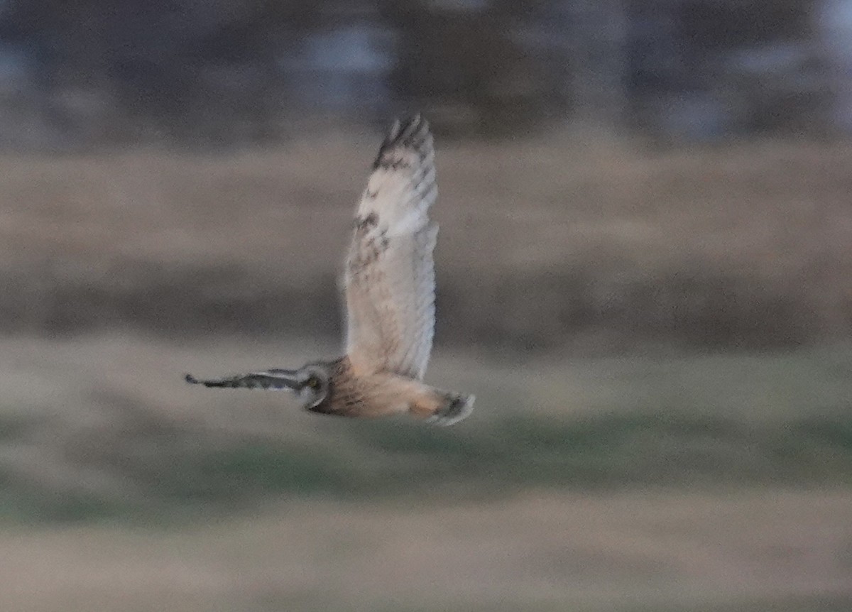 Zingira-hontza - ML645185260