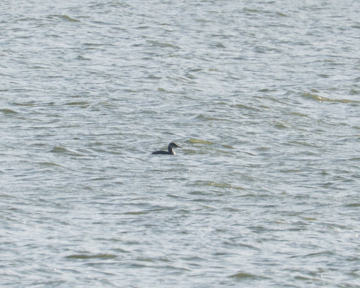 Red-necked Grebe - ML645185263