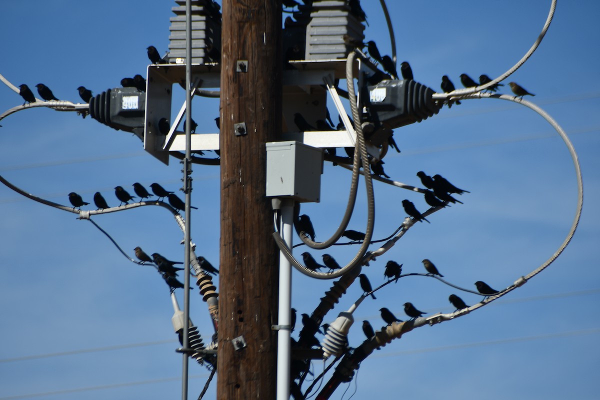 Braunkopf-Kuhstärling - ML645185265