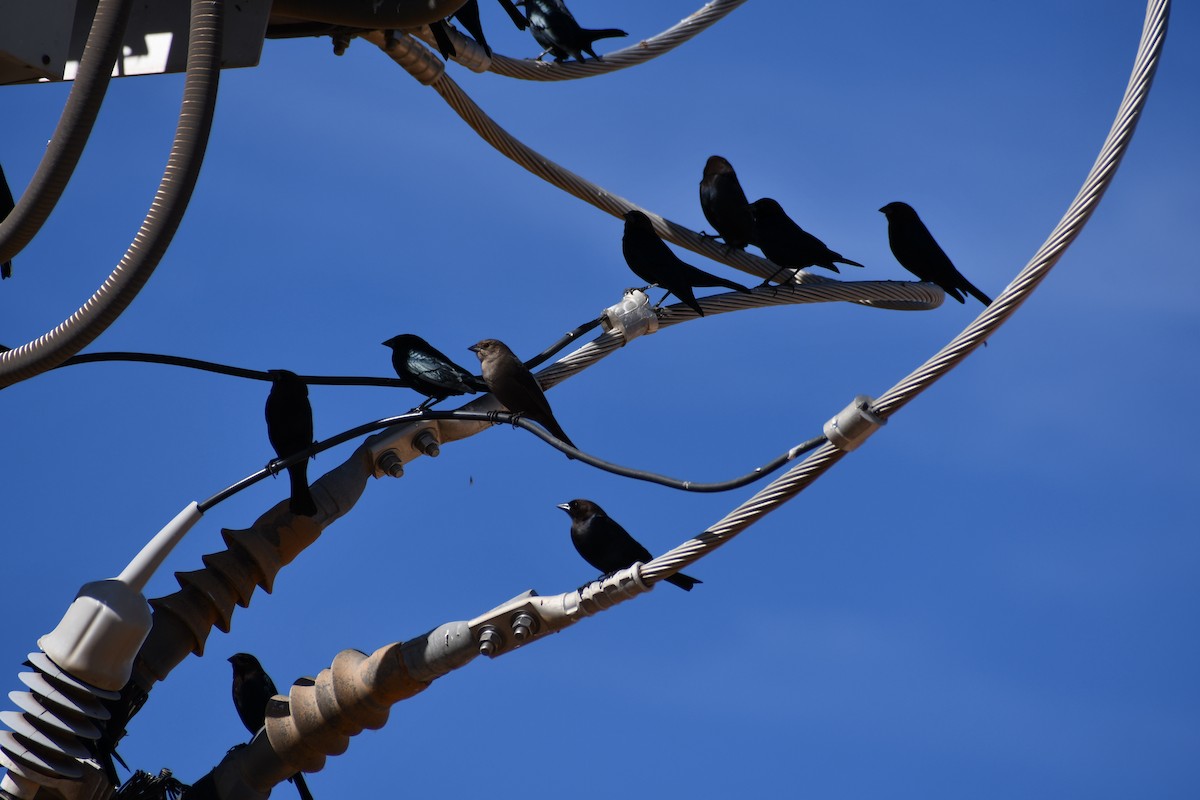 Braunkopf-Kuhstärling - ML645185266