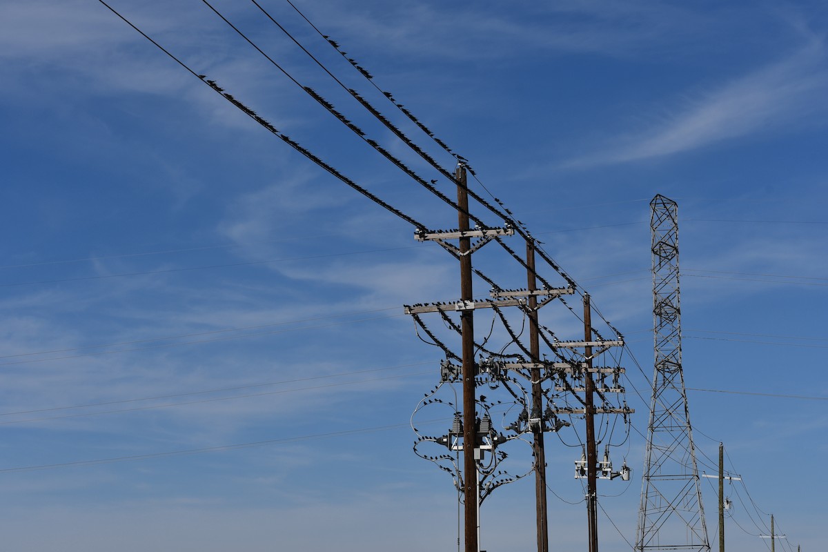 Braunkopf-Kuhstärling - ML645185267