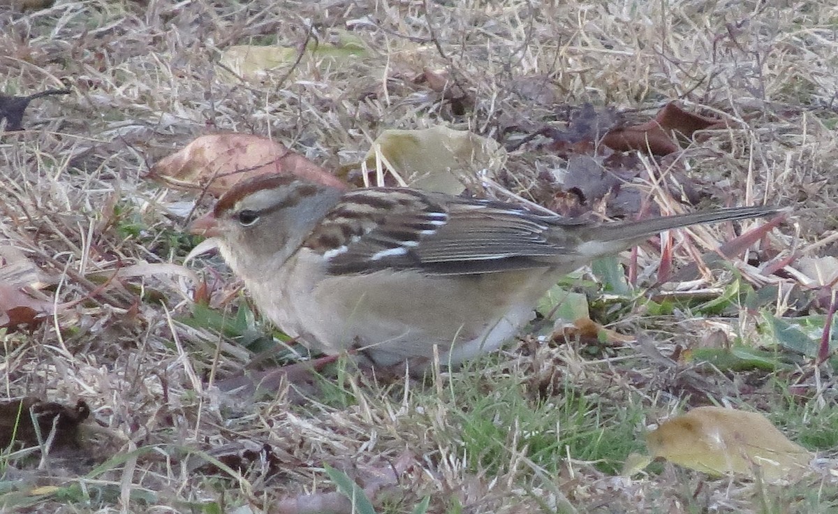 White-crowned Sparrow - ML645185268