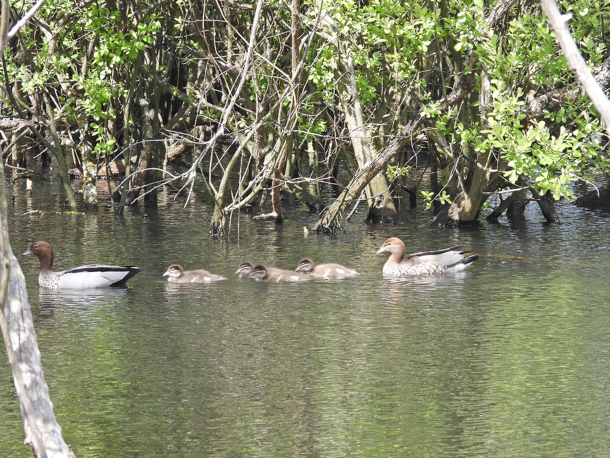 Maned Duck - ML645185273