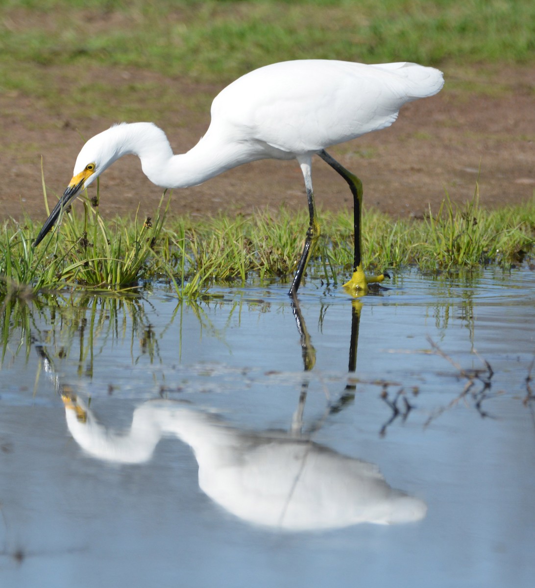 Snowy Egret - ML645185286