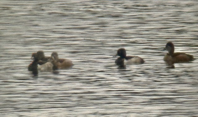 Ring-necked Duck - ML645185287