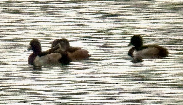 Ring-necked Duck - ML645185288