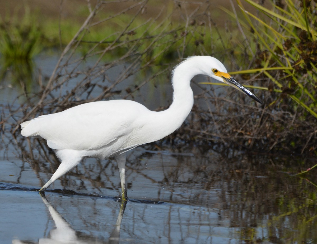 Snowy Egret - ML645185291