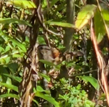 Swamp Sparrow - ML645185292