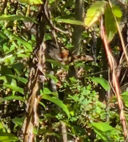 Swamp Sparrow - ML645185293