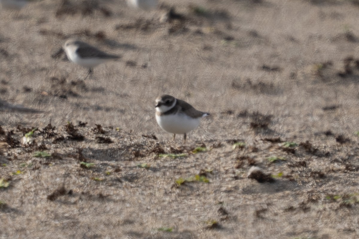 Semipalmated Plover - ML645185294