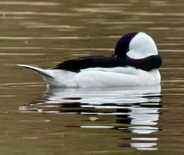 Bufflehead - ML645185295