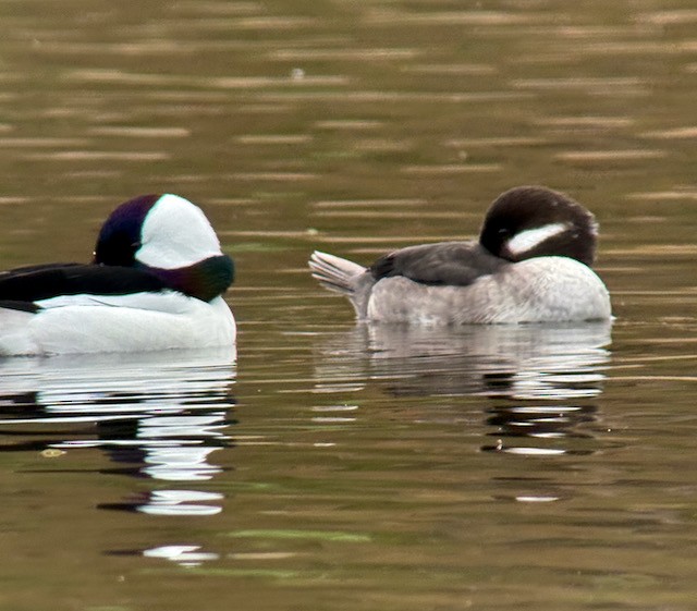 Bufflehead - ML645185296