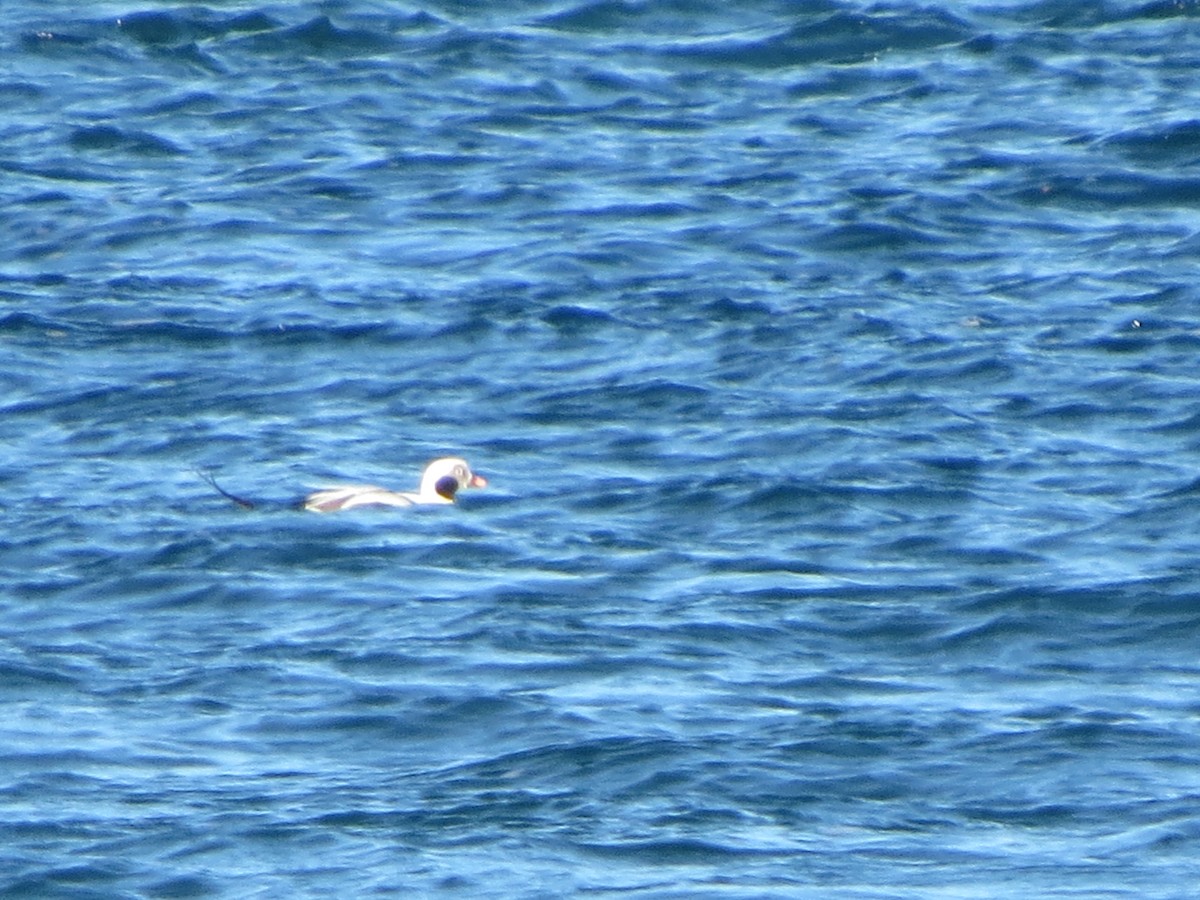 Long-tailed Duck - ML645185297
