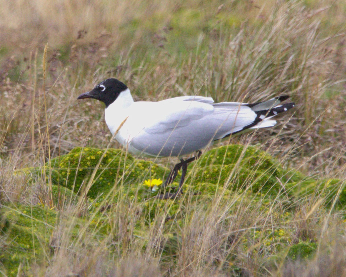 Andean Gull - ML645185298