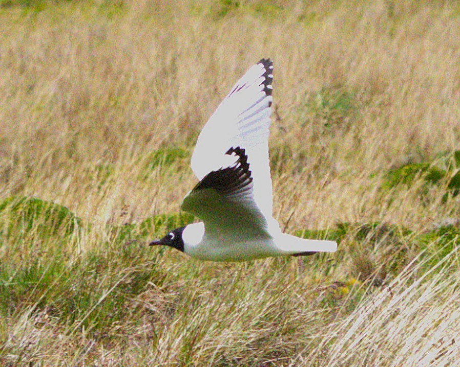 Andean Gull - ML645185299