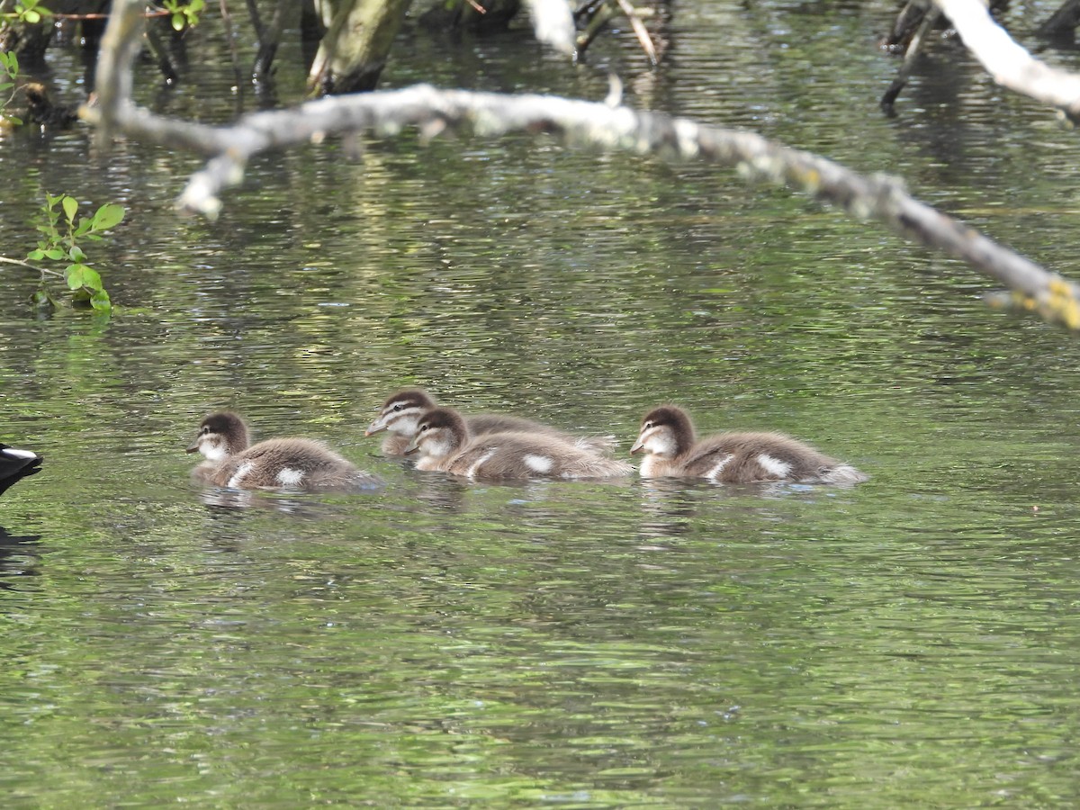 Maned Duck - ML645185300