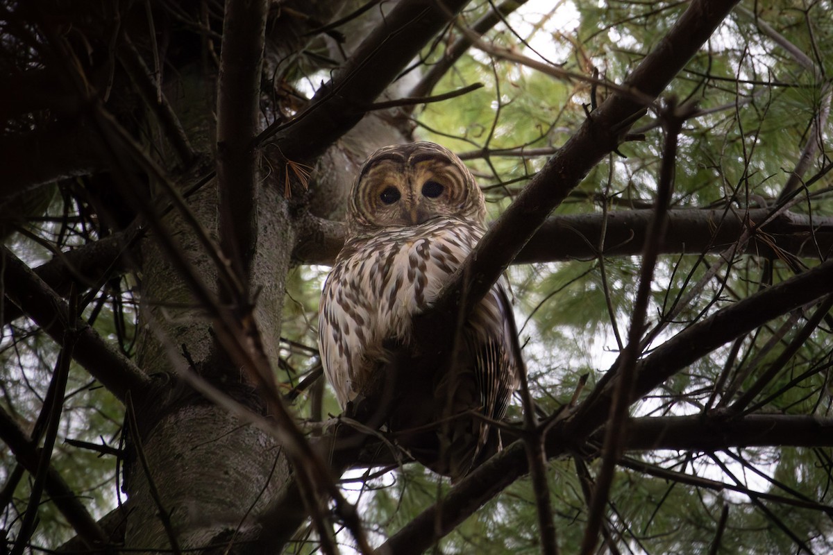 Barred Owl - ML645185301