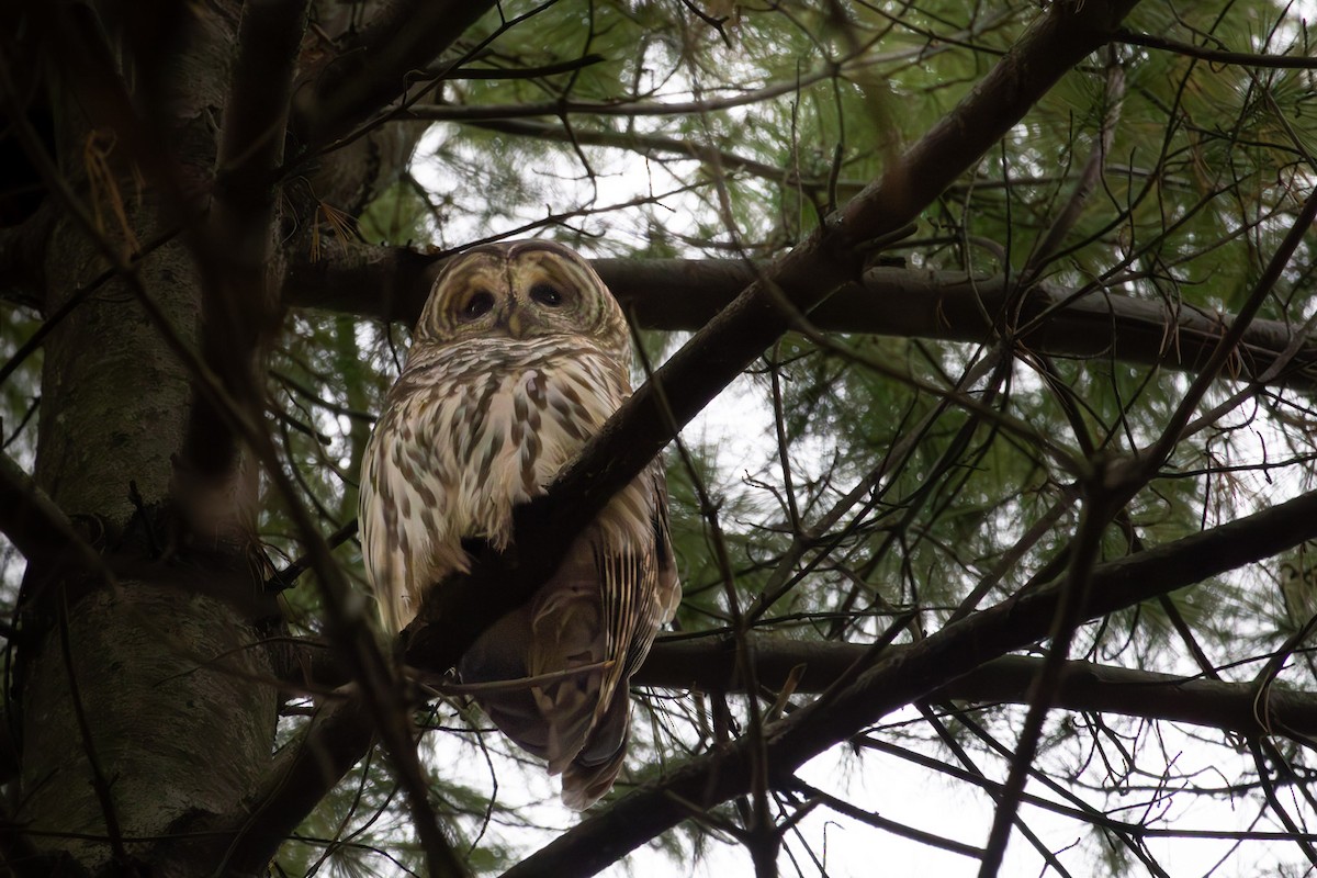 Barred Owl - ML645185302