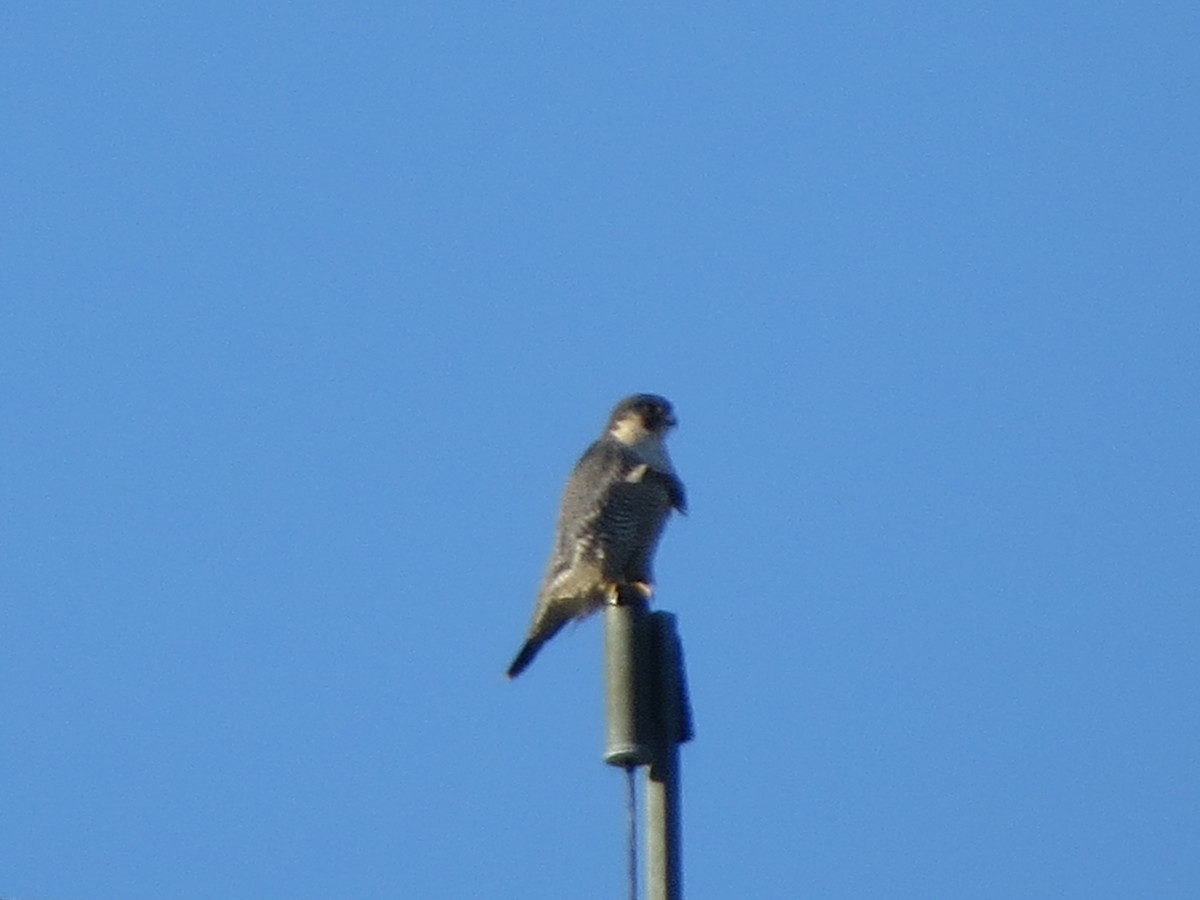 Peregrine Falcon - ML645185303