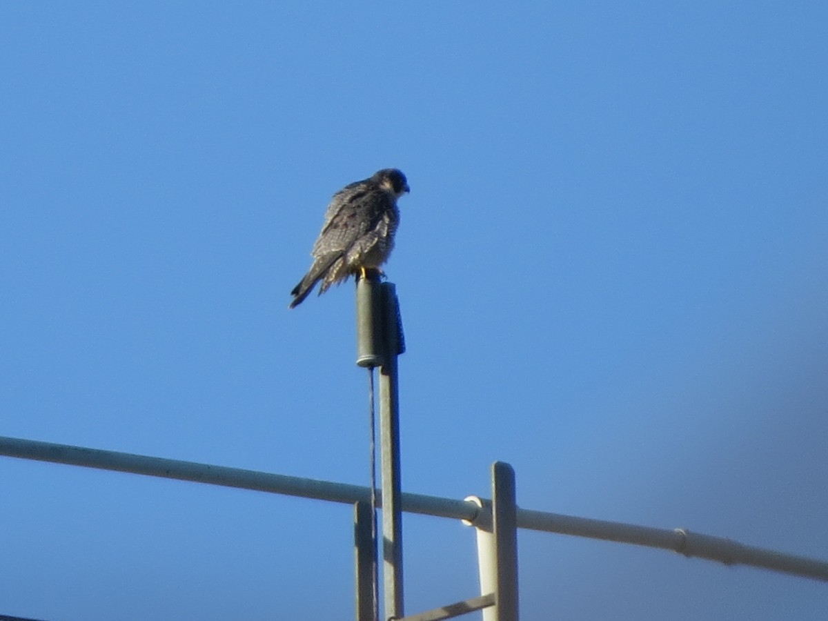 Peregrine Falcon - ML645185304