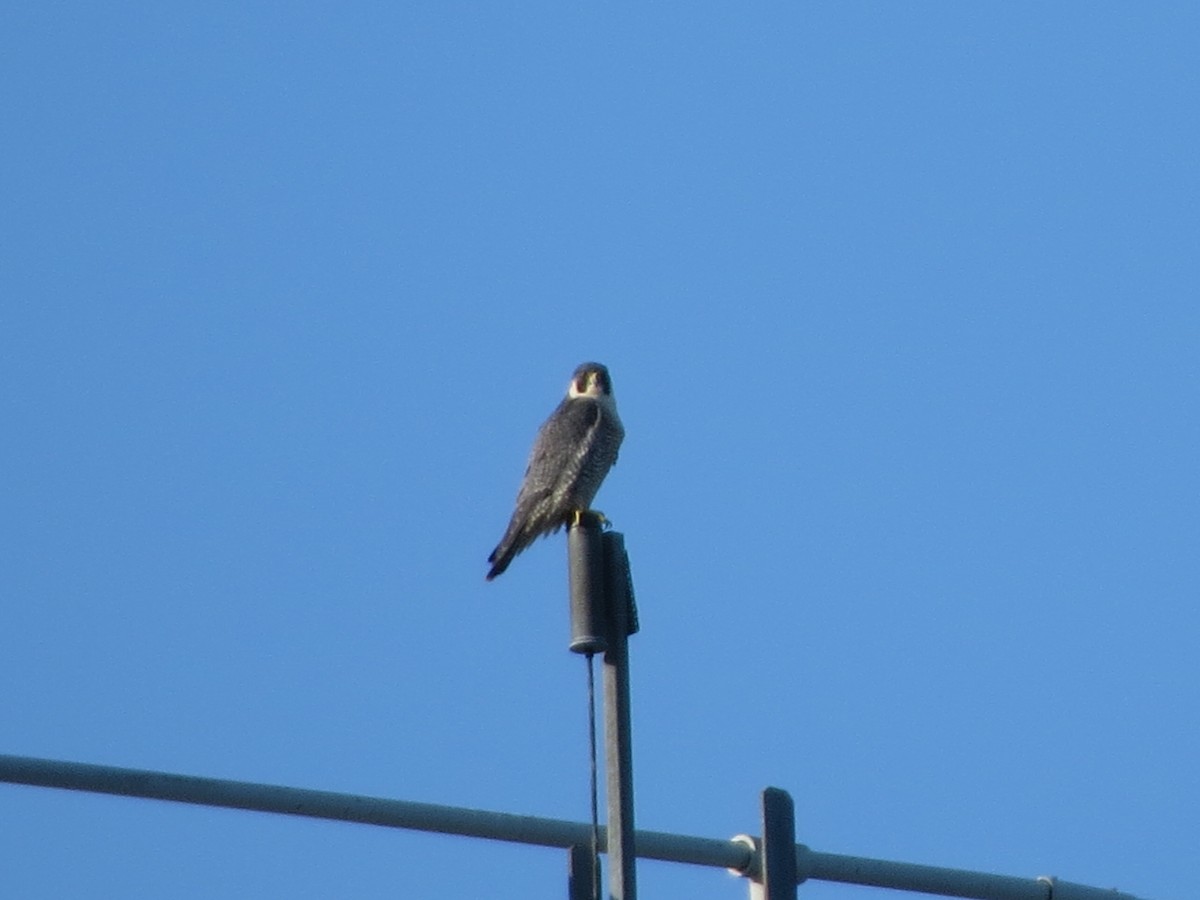 Peregrine Falcon - ML645185305