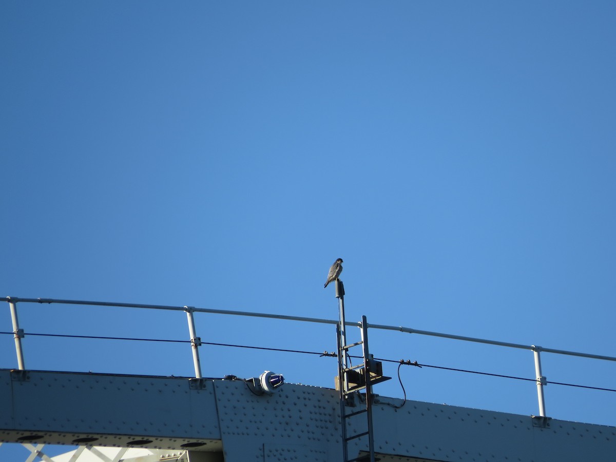 Peregrine Falcon - ML645185306