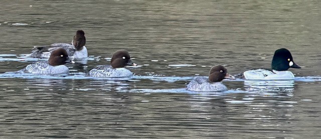 Common Goldeneye - ML645185307