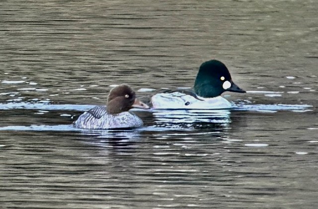 Common Goldeneye - ML645185308