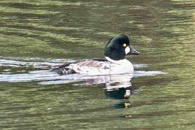 Common Goldeneye - ML645185309