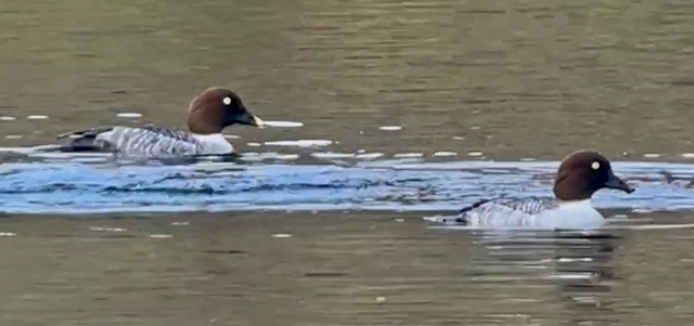 Common Goldeneye - ML645185310