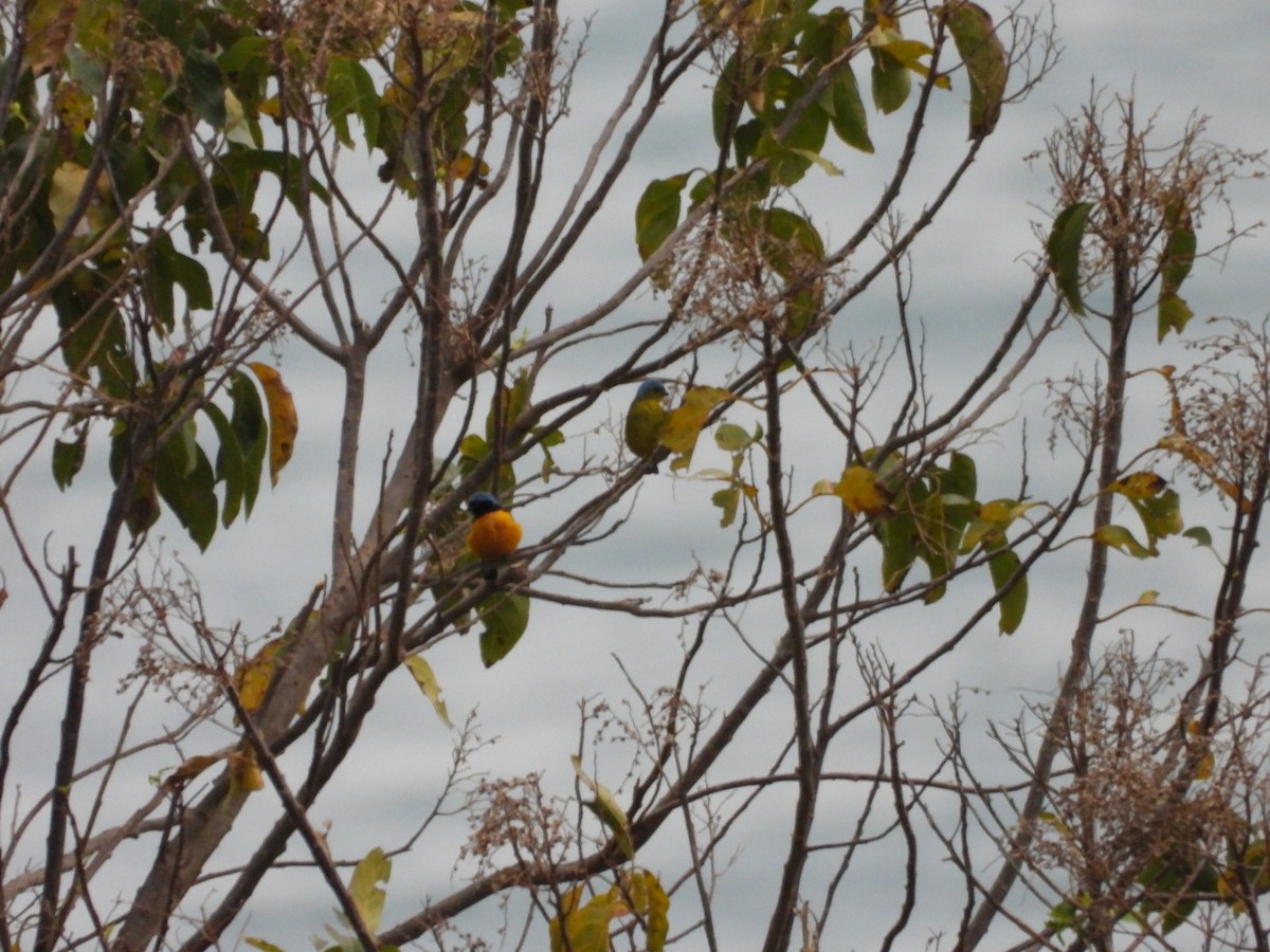 Golden-rumped Euphonia - ML645185311