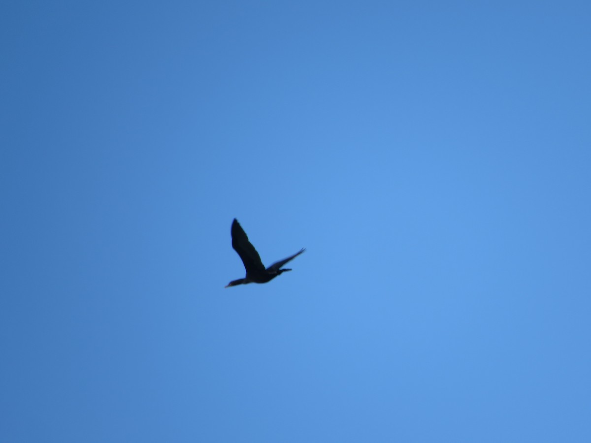 Double-crested Cormorant - ML645185312