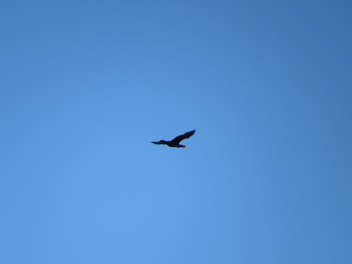 Double-crested Cormorant - ML645185313