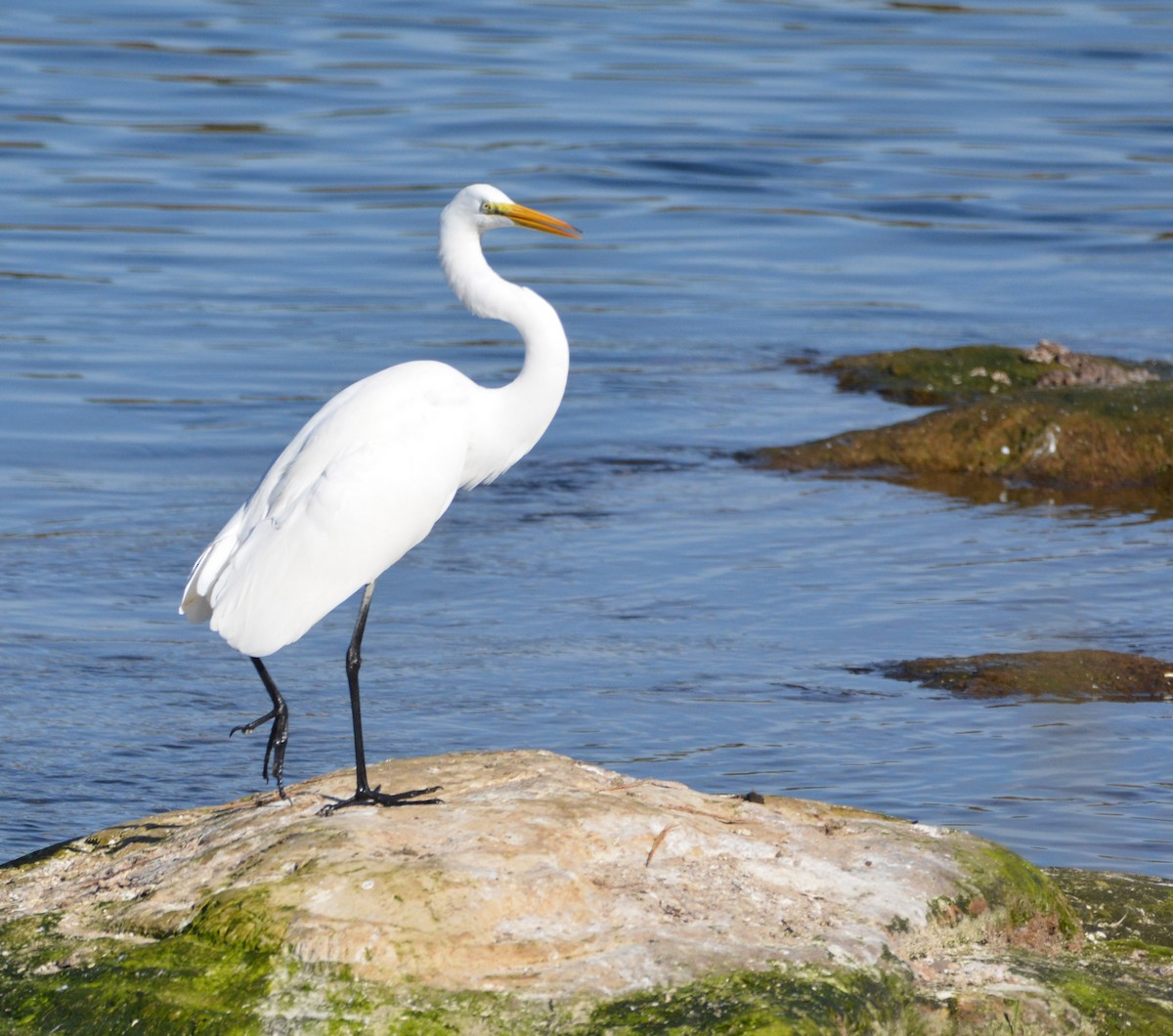 Great Egret - ML645185314