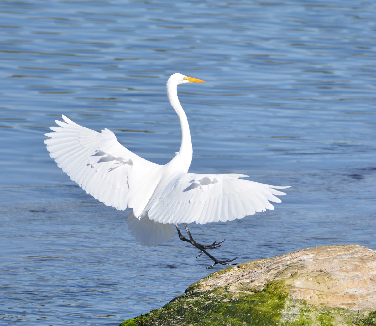 Great Egret - ML645185315