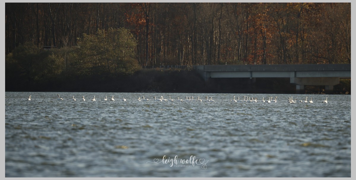 Tundra Swan - ML645185316