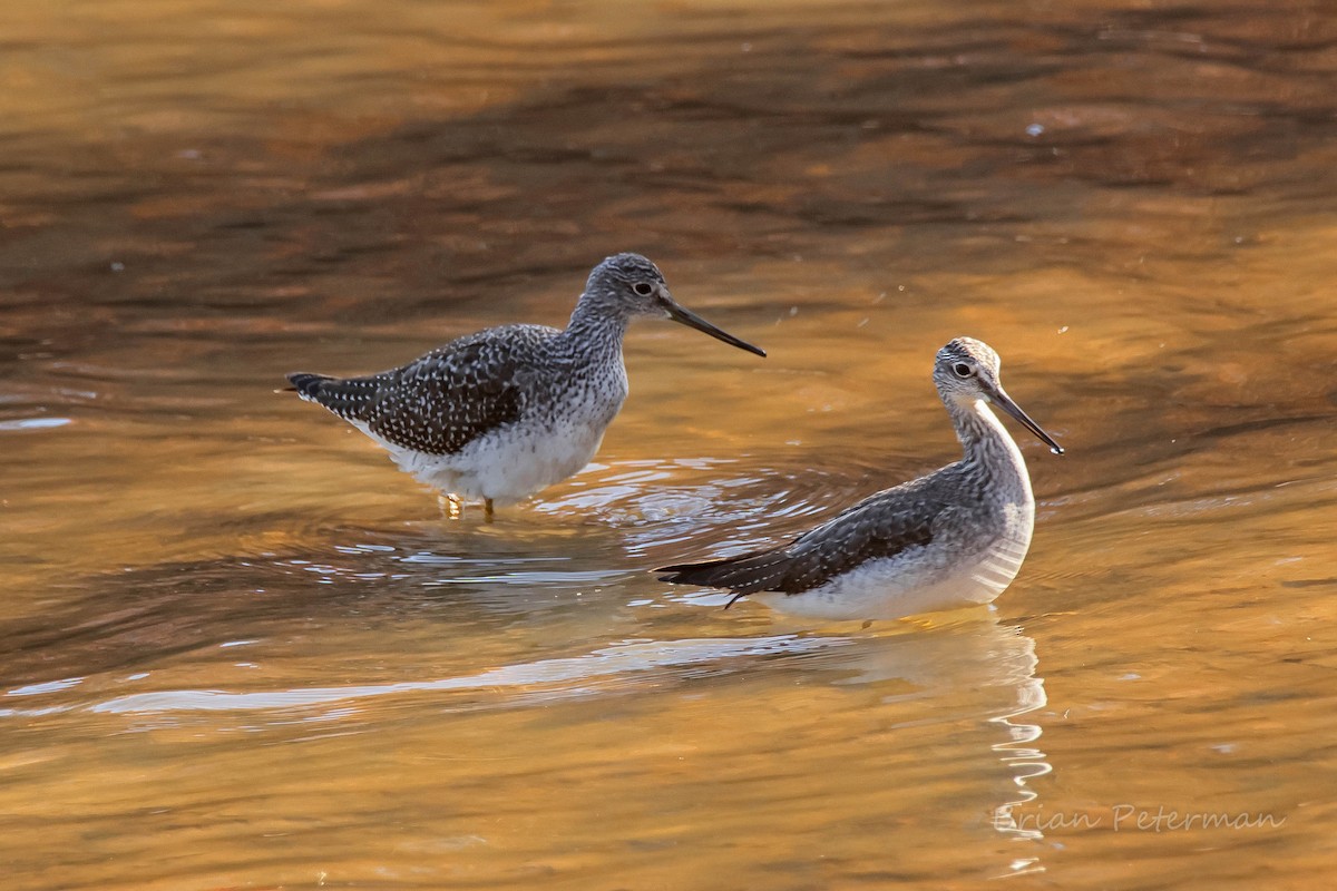 Greater Yellowlegs - ML645185321