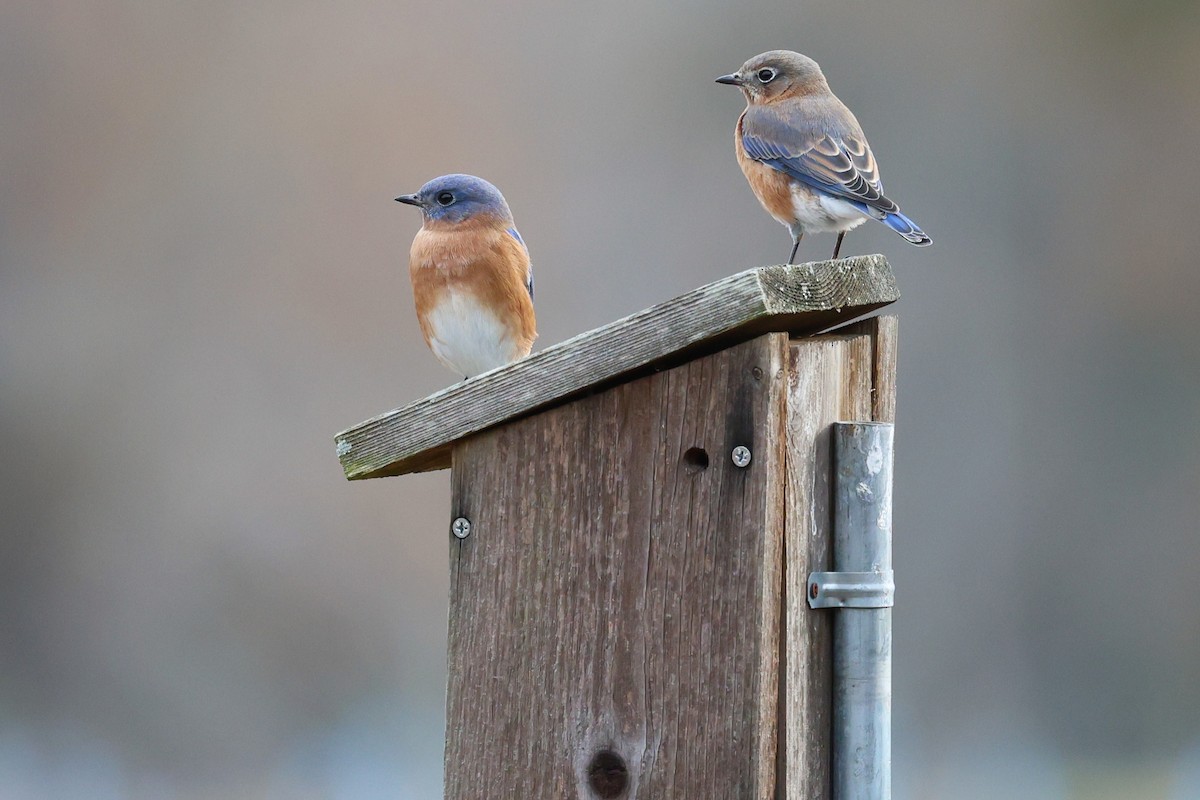 Azulejo Oriental - ML645185344