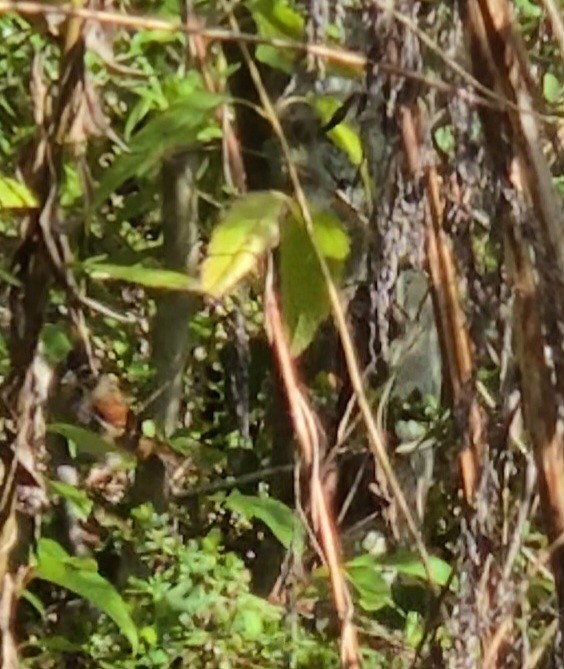 Swamp Sparrow - ML645185348