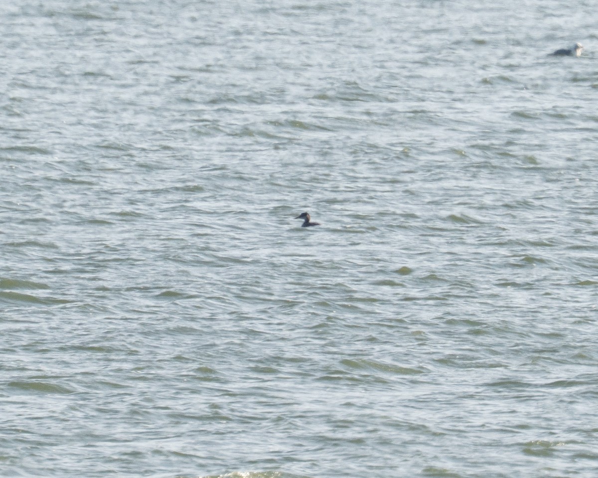 Red-necked Grebe - ML645185360