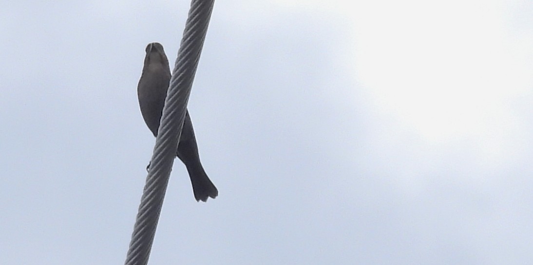 Braunkopf-Kuhstärling - ML645185385