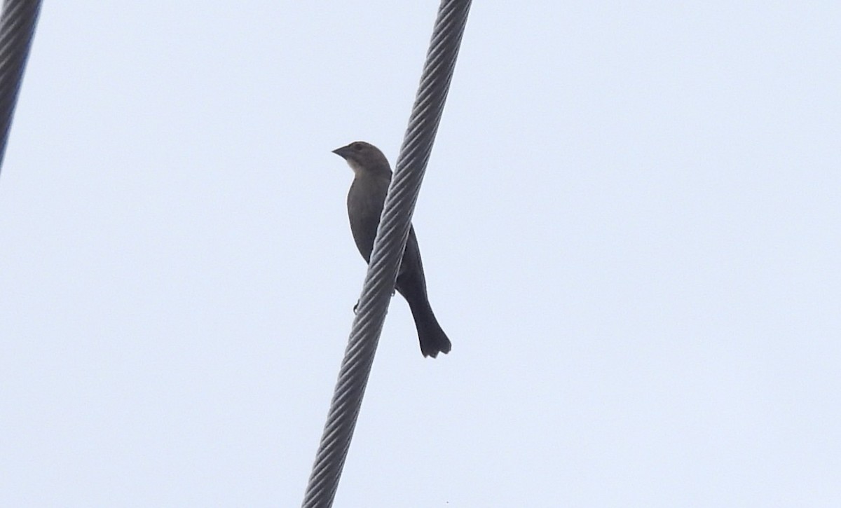 Braunkopf-Kuhstärling - ML645185389