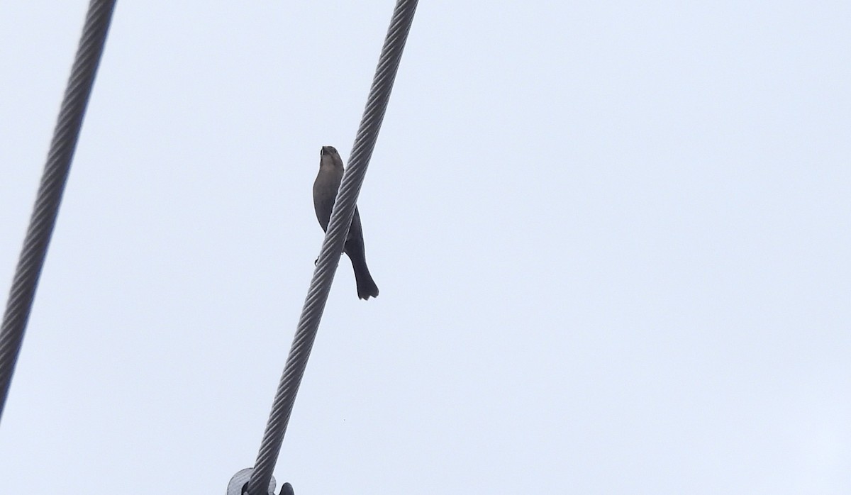 Braunkopf-Kuhstärling - ML645185395