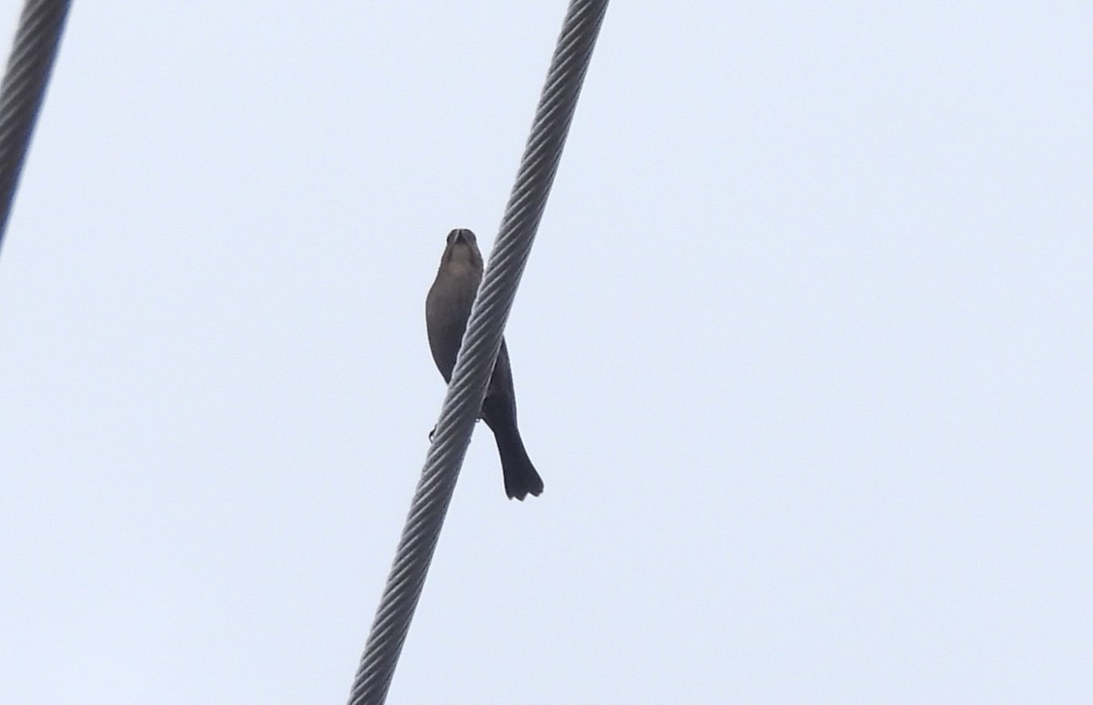 Braunkopf-Kuhstärling - ML645185406