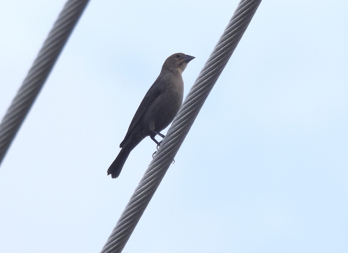 Braunkopf-Kuhstärling - ML645185414