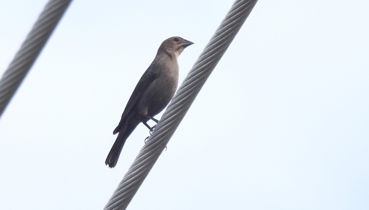 Braunkopf-Kuhstärling - ML645185420