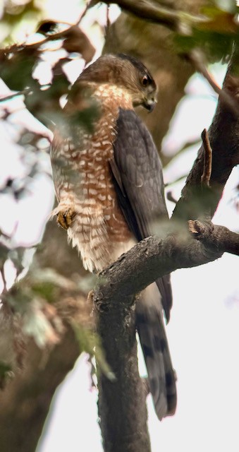 Яструб чорноголовий - ML645185422