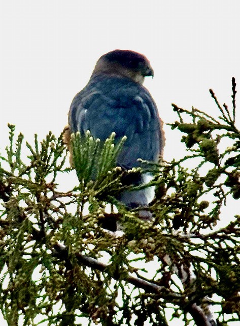 Яструб чорноголовий - ML645185423